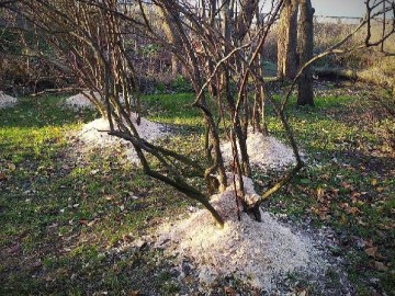 Zabezpieczanie trocinami szyi korzeniowej krzewów, <p>fot. Mateusz Starnowski</p>